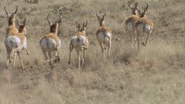 Beautiful lengthy shot of a herd of pronghorn running over grasslands Helicopter shot slow motion