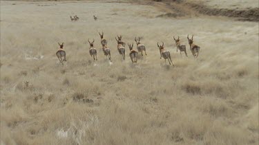 Beautiful lengthy shot of a herd of pronghorn running over grasslands Helicopter shot slow motion