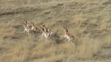 Beautiful lengthy shot of a herd of pronghorn running over grasslands shot from a helicopter in slow motion