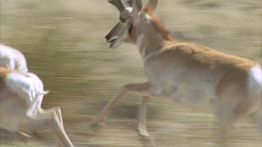 Beautiful lengthy shot of a herd of pronghorn running over grasslands shot from a helicopter in slow motion