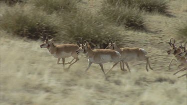 Beautiful lengthy shot of a herd of pronghorn running over grasslands shot from a helicopter in slow motion