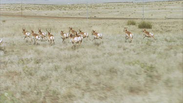 Beautiful lengthy shot of a herd of pronghorn running over grasslands shot from a helicopter in slow motion