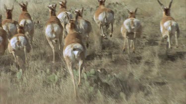 Beautiful lengthy shot of a herd of pronghorn running over grasslands shot from a helicopter in slow motion