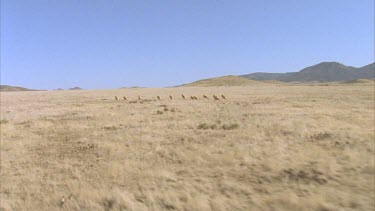 Beautiful lengthy shot of a herd of pronghorn running over grasslands shot from a helicopter in slow motion