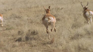 pronghorn running over grasslands towards mountains shot from helicopter in slow motion