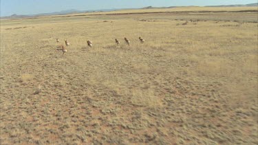 pronghorn running over grasslands shot from helicopter in slow motion