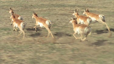 Beautiful lengthy shot of herd of pronghorn running over grasslands being shot from a helicopter in slow motion