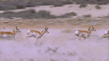 Beautiful lengthy shot of herd of pronghorn running over grasslands being shot from a helicopter in slow motion