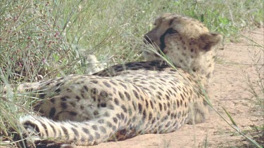 Cheetah spots visible through veil of grass