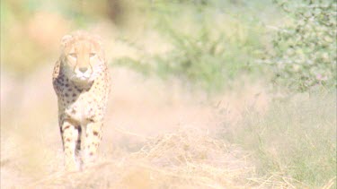 Cheetah walking towards camera through grassy landscape