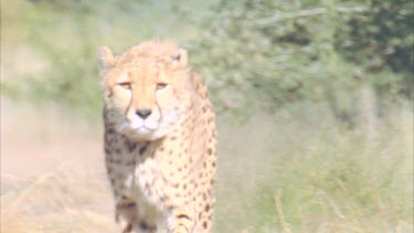 Cheetah walking towards camera through grassy landscape