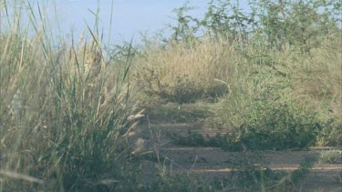 cheetah running crouching disappears into tall grass