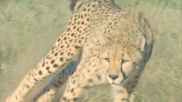 cheetah running straight for camera crouching chasing after bait