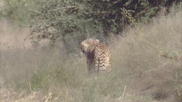 Cheetah stopping to look turning and walking away