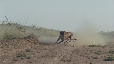 Cheetah running crouching chasing bait as if chasing its prey