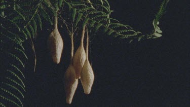 Bolas or Magnificent Spiders egg sacs hanging from tree branch