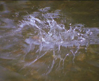 leaps into water then comes to surface