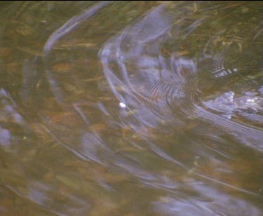 leaps into water then comes to surface then swims off