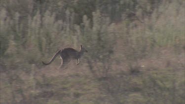 single kangaroo hopping through undergrowth joins others and comes to rest shot