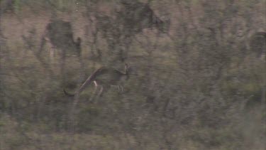 mob of kangaroo grazing chewing grasses hopping