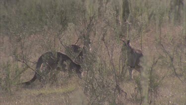 one kangaroo slowly hops towards others