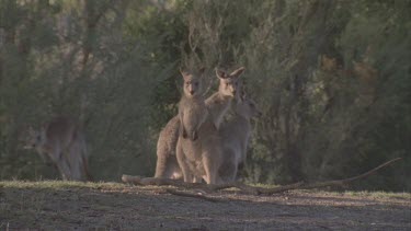 looking listening three kangaroos face camera