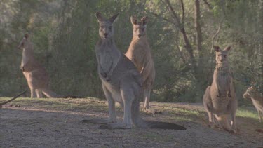 dominant kangaroo male in mob looks at camera with does surrounding