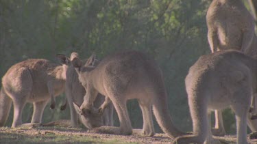 one kangaroo tries to start a fight with paws