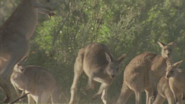 one kangaroo tries to start a fight kicks with hind legs