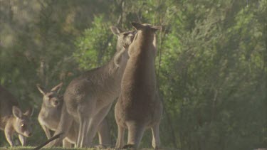 two kangaroos fighting