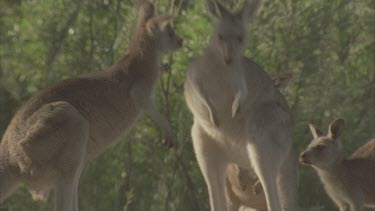 slight fight between kangaroos front paws only