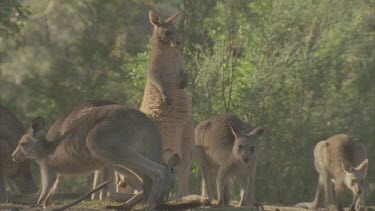 one kangaroo scratches itself on chest shot while others feed