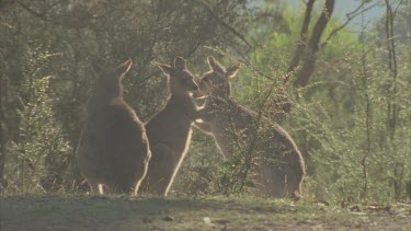 kangaroos scratching each other affection