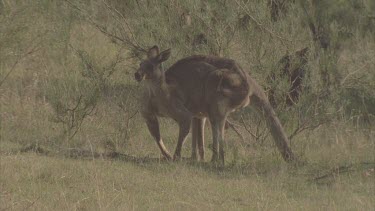 male grazing then fleeing