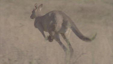 kangaroo flees away from camera comes to rest shot