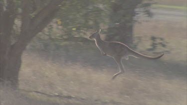 pair fleeing through bush flushing up insects from grass