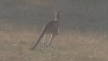 pair fleeing through bush flushing up insects from grass