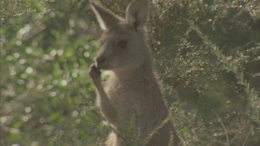 scratching and licking paws kangaroo turns to hear a sound listen