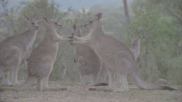 pair fighting front paws one hops away others watch