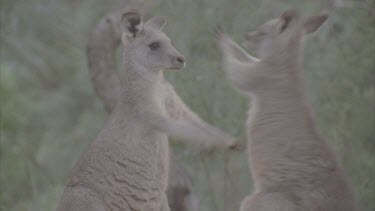 pair fighting front paws