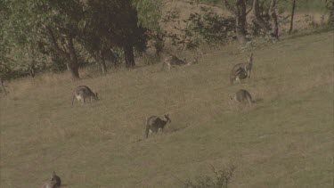 mob grazing on hill