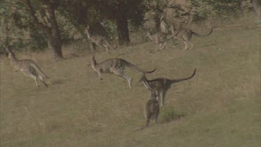 mob fleeing through grasslands