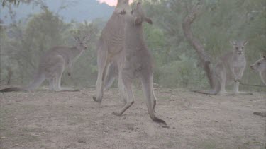 pair fighting front paws and kicking with back legs dancing