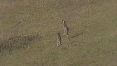 three kangaroos fleeing through grasslands into shadow