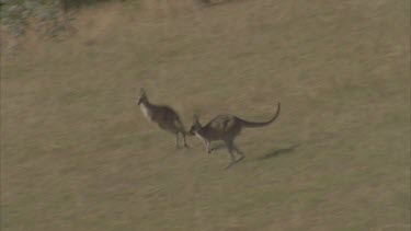 Two kangaroos fleeing through grasslands through veil of grass
