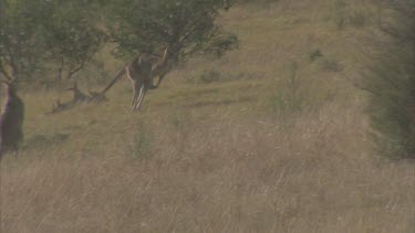 one kangaroos fleeing disappears into bush