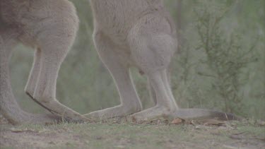 pair fighting kicking cu legs Back legs kicking tilt to heads