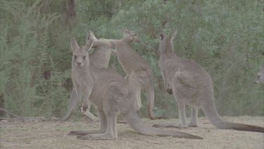 pair fighting kicking in background