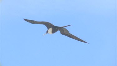 single bird flying against blue sky
