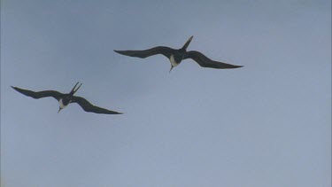 two flying against blue sky gliding others drift in and out